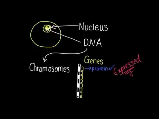 1.1 Differentiation and gene expression