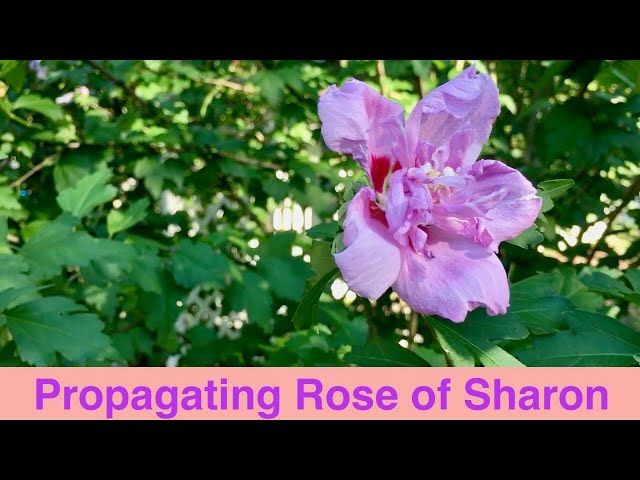 Propagating Rose of Sharon