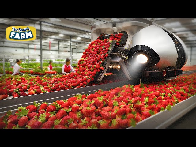 These Robots Will Change Strawberries Harvesting FOREVER