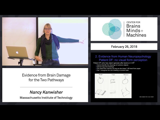 4.1 - Evidence from brain damage for the two pathways