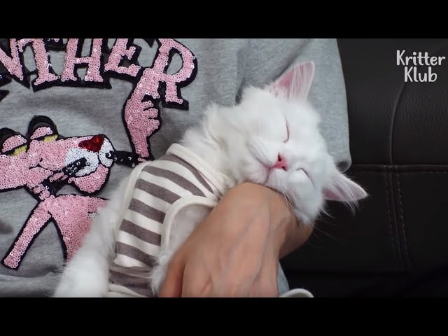 Cat Only Falls Asleep When She's On A Hooman's Lap, Within 3 Seconds | Kritter Klub