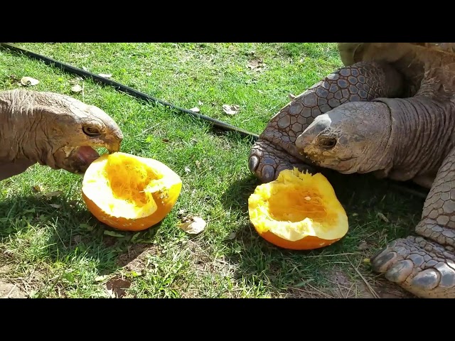 Pumpkins for Giant Tortoises