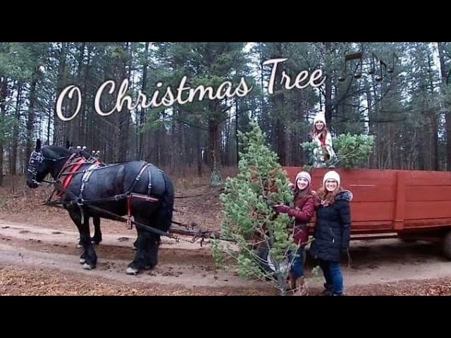Old Fashioned Christmas Tree Harvest