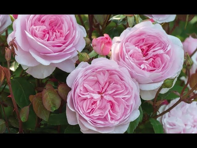 Best Roses-David Austin® Olivia Rose Austin // GORGEOUS English rose,🌸Large flower and FRAGRANT!