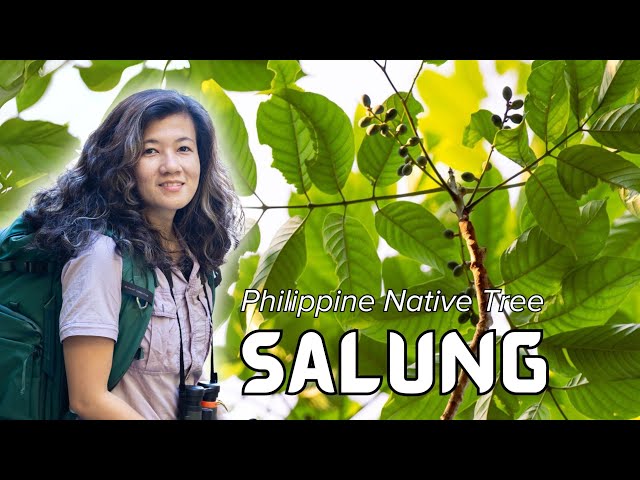 #PhilippineNativeTrees: Salung (Canarium asperum)