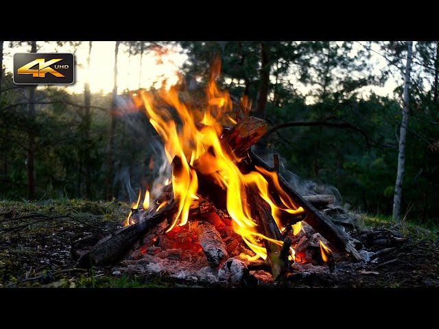 Forest Campfire 🌲 Natural Ambiance & Crackling Fire at Sunset