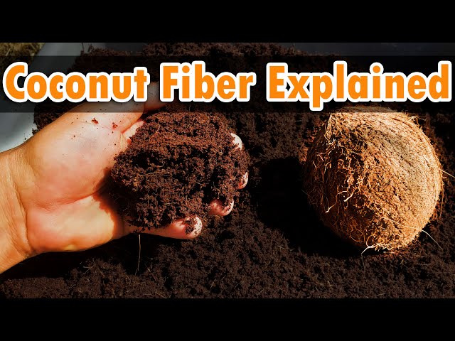 Coconut Fiber (Coir) - Benefits and Uses