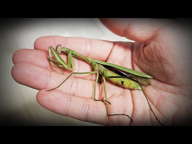 My mantis has passed away. Lime, bye...
