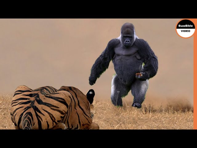 When The Tiger Face-Off The Gorilla