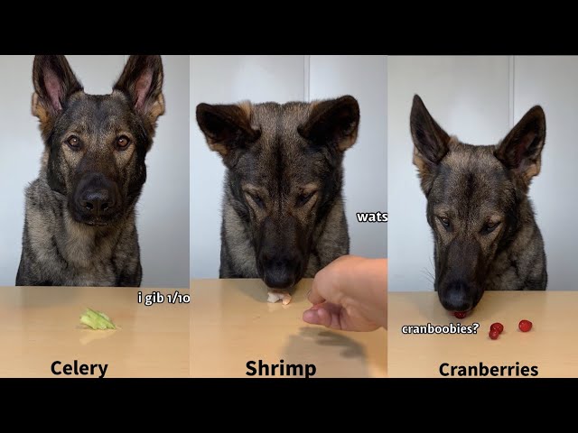 ASMR German Shepherd Rates Different Foods (Part 7)
