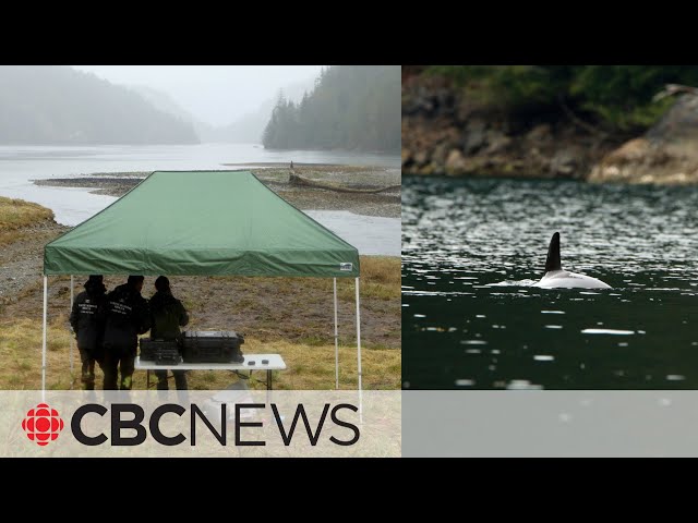 Time is running out to rescue orca calf stranded in a Vancouver lagoon