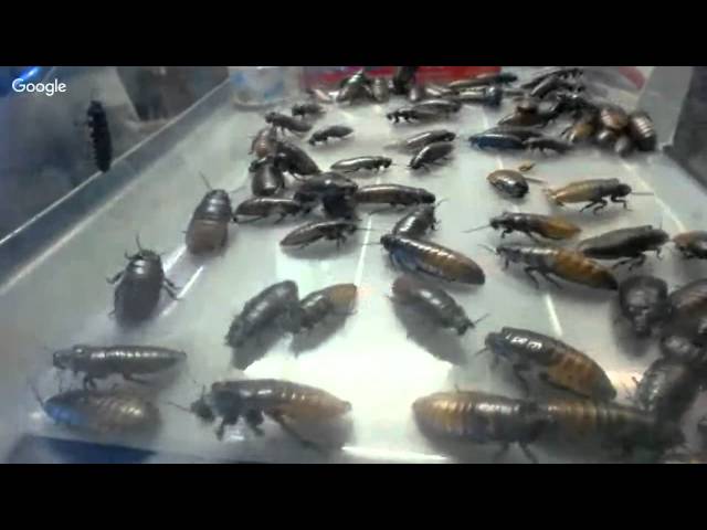 Liberty Science Center Cockroach Count 2016