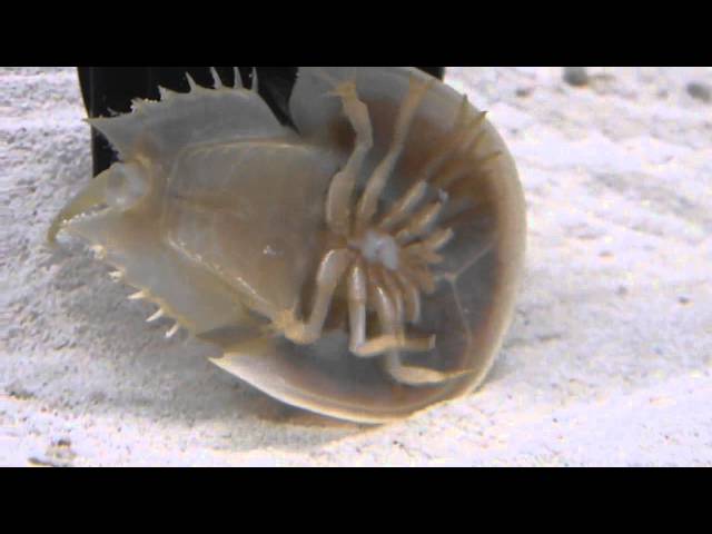 Horseshoe crab aquarium eating and swimming