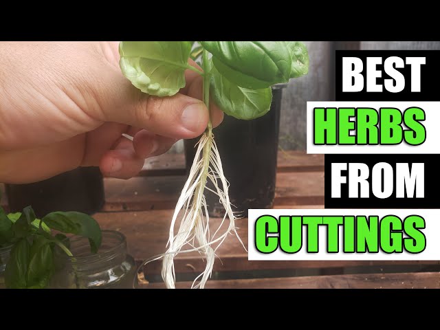 Top 5 Herbs To Grow From Cuttings - Garden Quickie Episode 118
