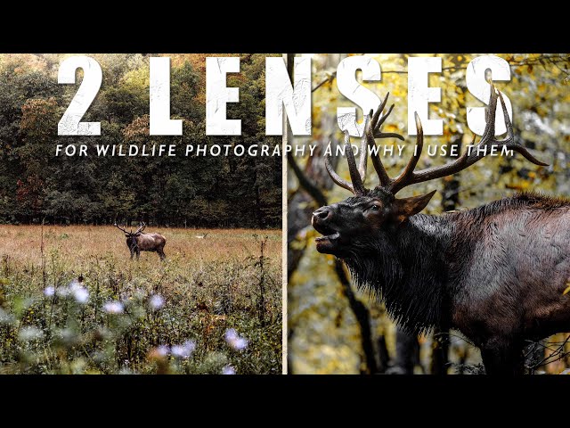 My Top 2 Favorite Lenses for Wildlife Photography