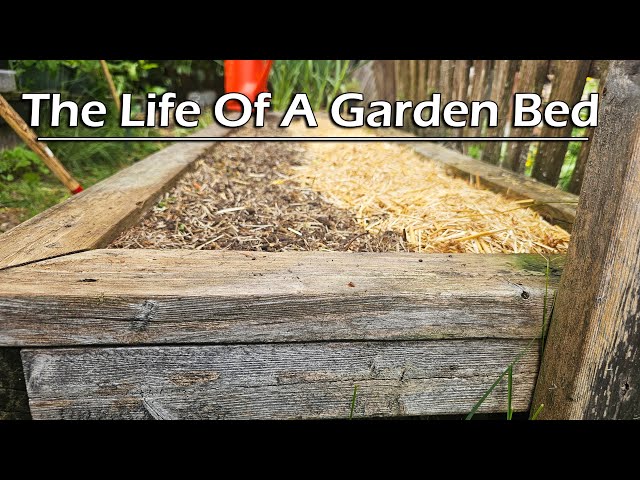 Life Of A Garden Bed - Garden Quickie Episode 197