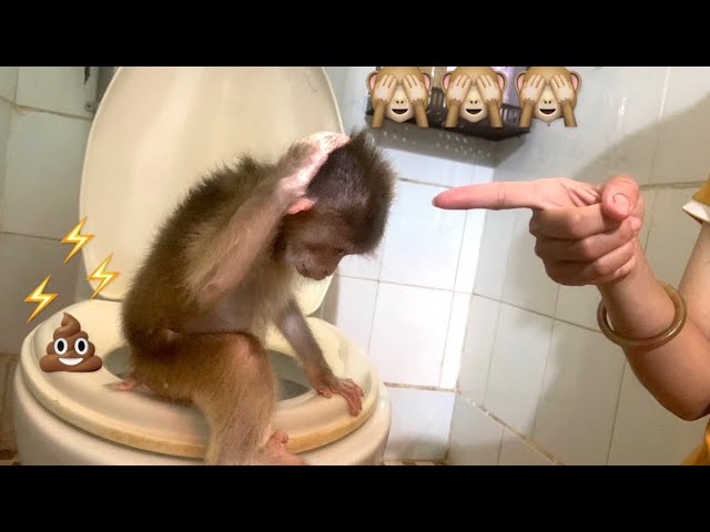 Baby monkeys KaKa and KuBi defecate like they do in the forest, the right way to defecate