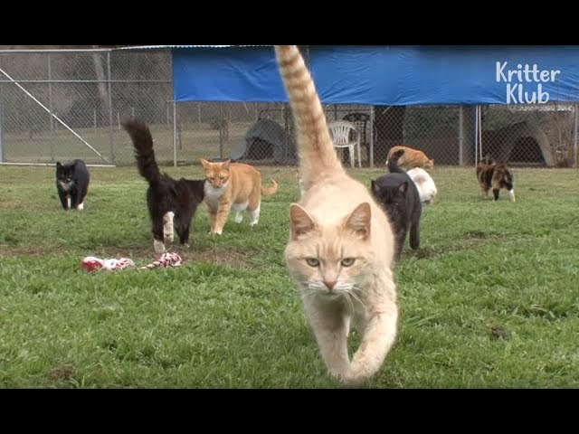 700 Cats Living In One House?! | Kritter Klub