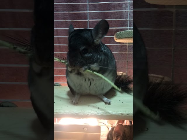 Chinchilla (Silver) is enjoying Apple Wood Chews