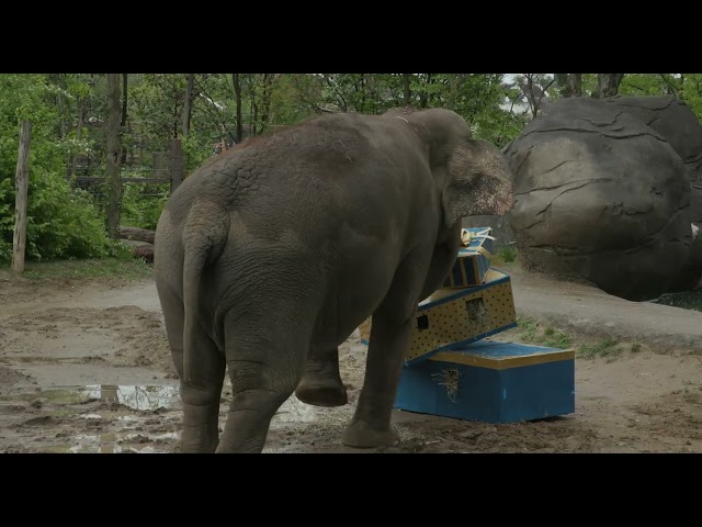 Mai Thai Celebrates 50th Birthday - Cincinnati Zoo