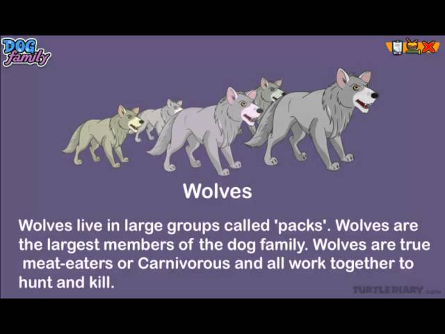 Every Type of Dog in the Dog Family!  *Animal Science for Kids*