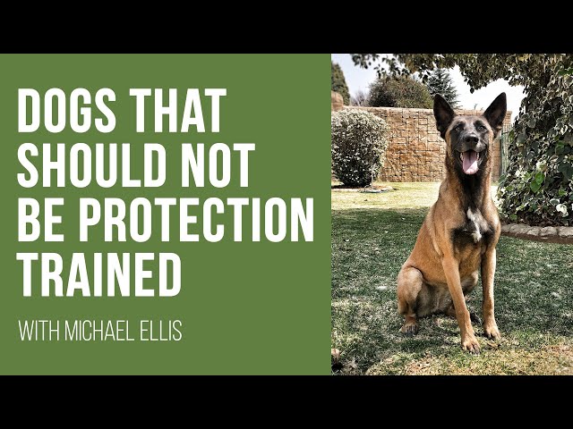 Michael Ellis on Dogs that Should Not be Protection Trained