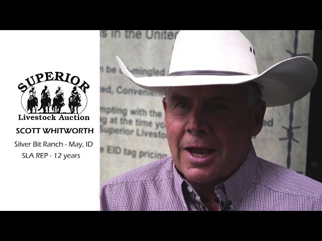 Superior Livestock Auction  |   Scott Whitworth