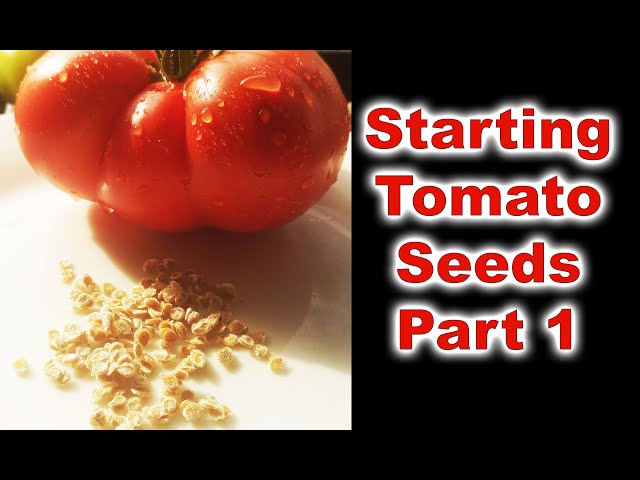 How To Grow Tomatoes Part 1 - Seed Starting And Germination