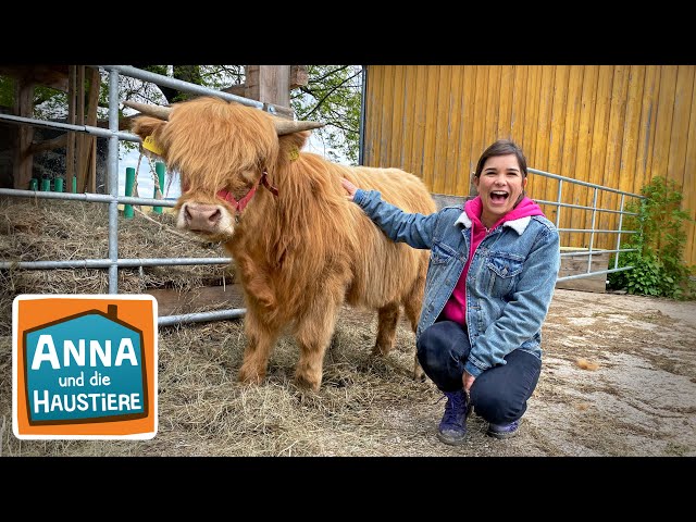 Schottisches Hochlandrind | Information für Kinder | Anna und die Haustiere