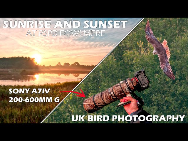Sunrise and Sunset Bird Photography with Sony 200-600mm lens