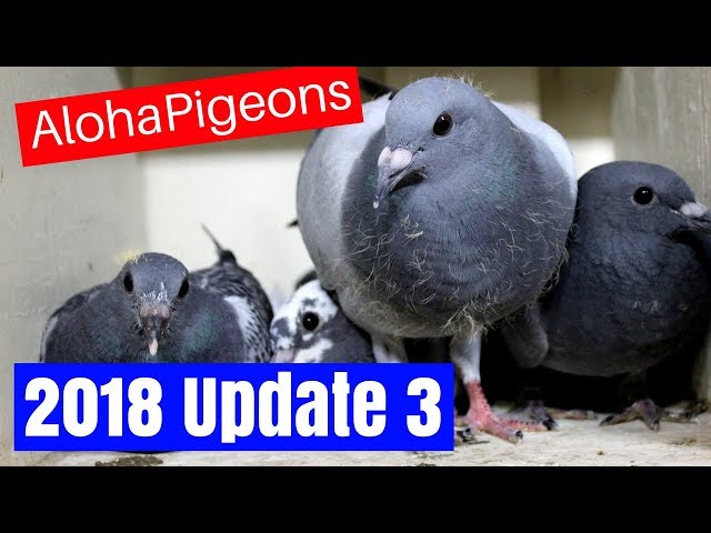 Homing Racing Pigeon 2018 Update 3