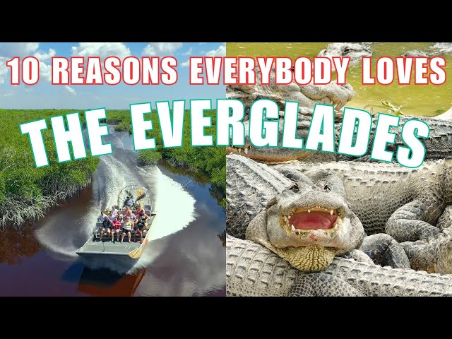 UNFORGETTABLE Everglades National Park Tour - Top 10 Things to Do!