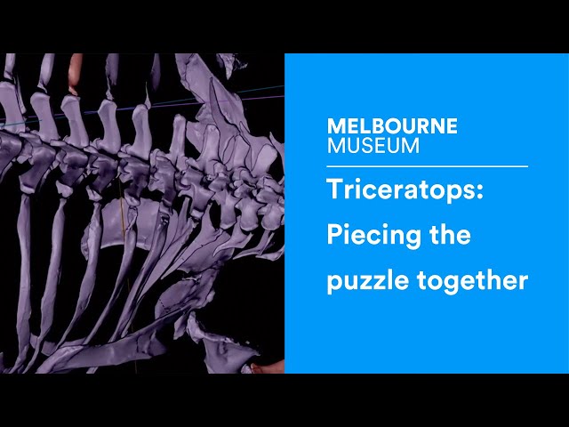 Triceratops: Piecing the puzzle together