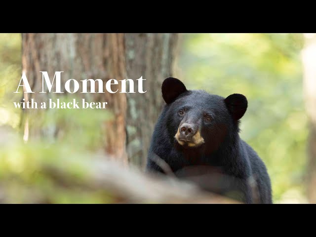 A Moment with a Black Bear