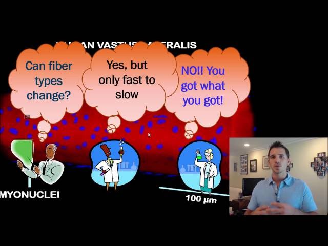 What Are Fiber Types? - Part 1: 55 Min Phys