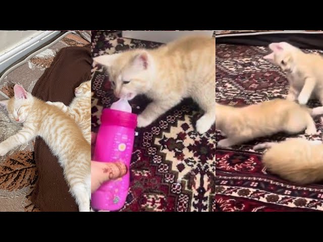 funny cats compilation : cat fighting compilation/baby kittens playing#