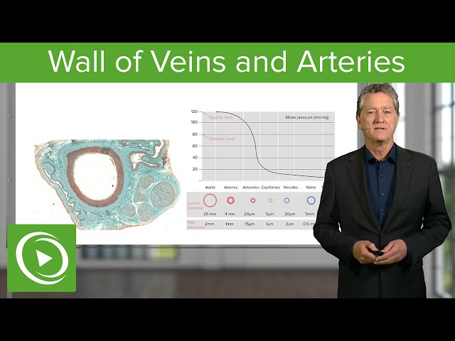 Wall of Veins and Arteries  – Histology | Lecturio