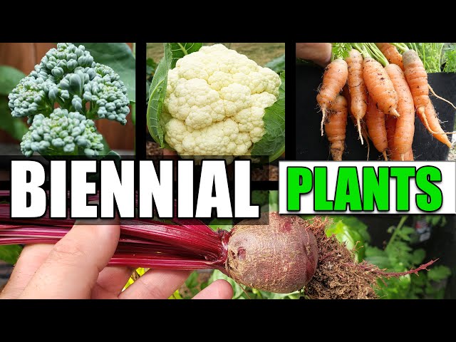 What Is A Biennial Plant? - Garden Quickie Episode 33