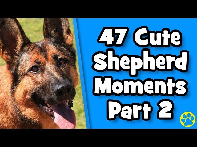The BEST Cute German Shepherd Compilation Part 2 - Funny German Shepherd Videos