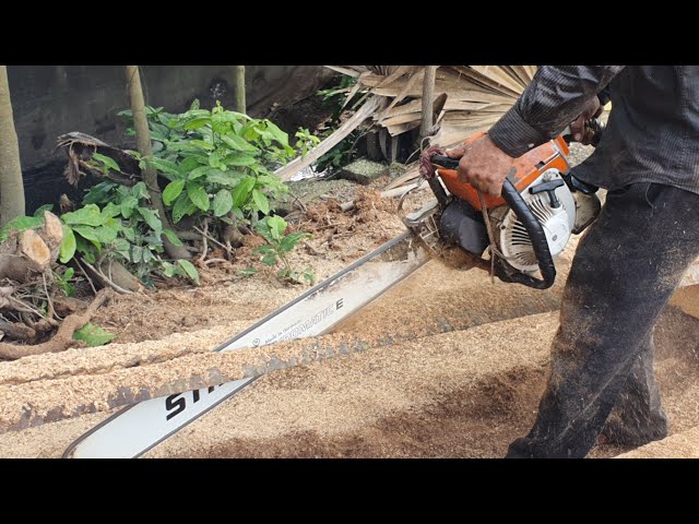 Best Actions Compilation Of Sawing Palm Tree Process With Chainsaw STIHL MS070