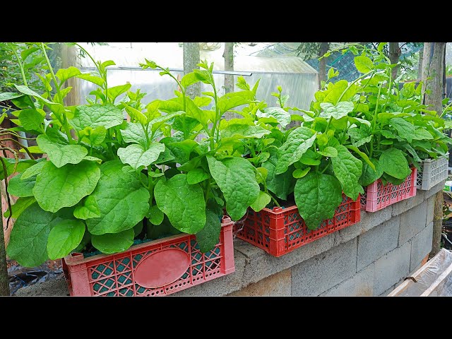 [No Garden] Growing Malabar Spinach In Plastic Baskets - Harvest Many Times