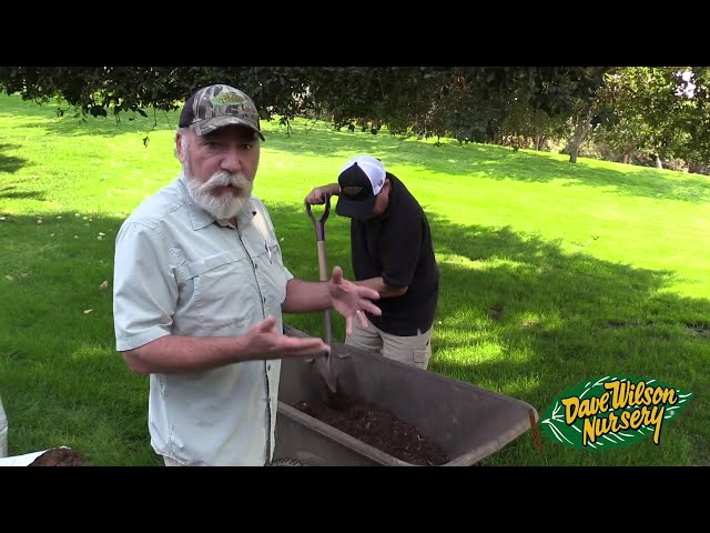How To Plant Container Blueberries for Small Spaces