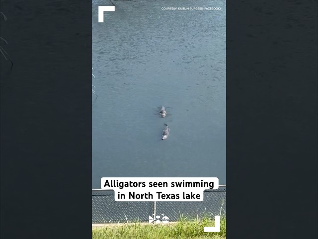 Alligators seen swimming in North Texas lake