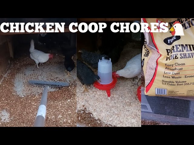 Chicken Coop Chores 🐔 #shorts #fyp #farm #texas #texasgirl #sincerelyjasminh