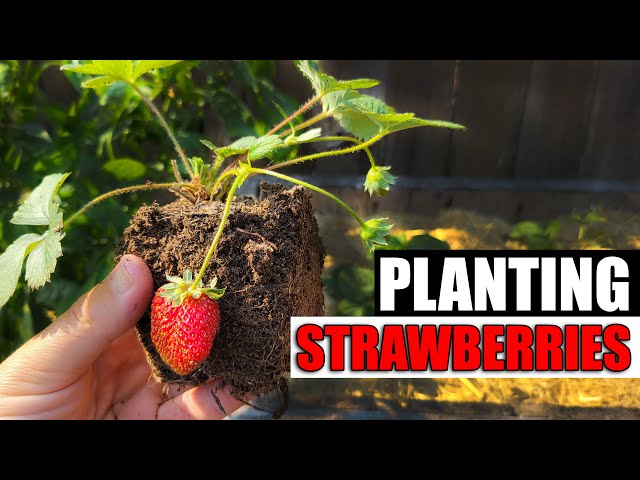 Planting Strawberries - The Definitive Guide