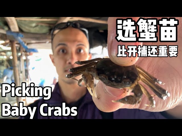 A Year in Life of Chinese Mitten Crab Farmers: Day 38, Selecting Baby Crabs
