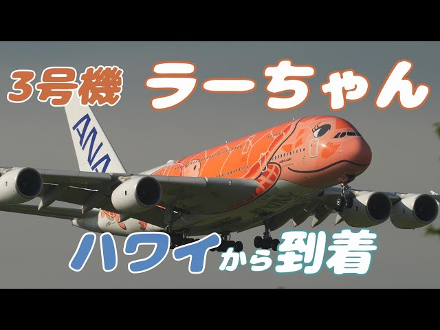 【4K】成田空港 さくらの山公園 全日空 フライング・ホヌ ３号機ラーちゃん ハワイから到着