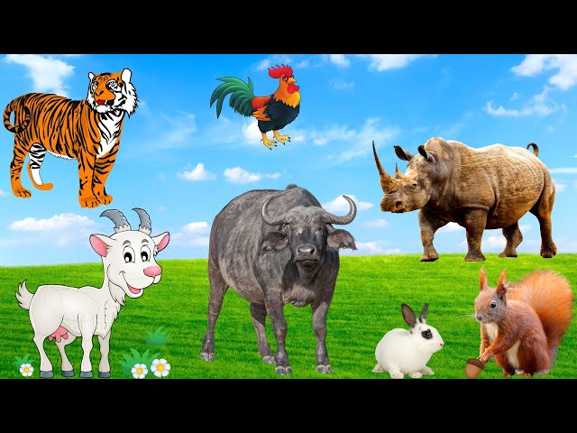 Cute little animals - Goat, rabbit, squirrel, buffalo, tiger, chicken, rhino - Animal moments