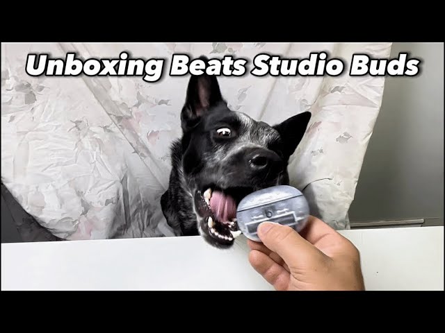 "Unboxing Beats Studio Buds+ Transparent  With My Dogs”