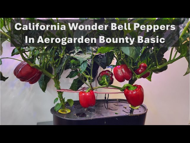 California Wonder Bell Peppers in Aerogarden Bounty Basic